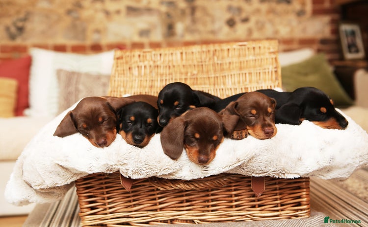 Miniature Dachshund dogs - Advert 3