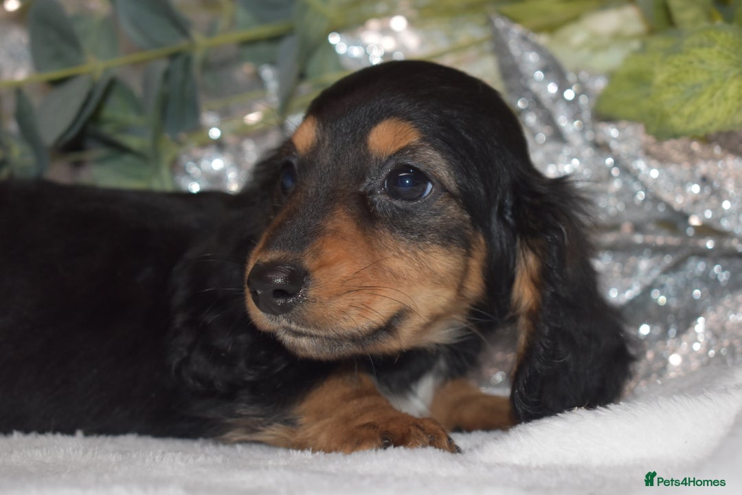 Miniature Dachshund dogs for sale: KC Miniature Dachshund Long Coat - Advert 5