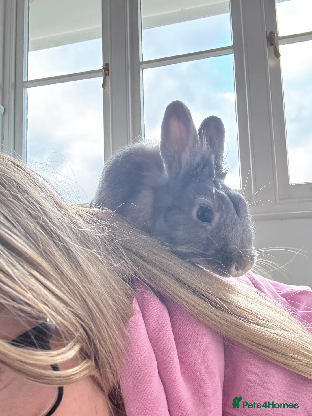 Netherland Dwarf rabbits for sale: Loving home for Pecan 🤍🐰 - Advert 2