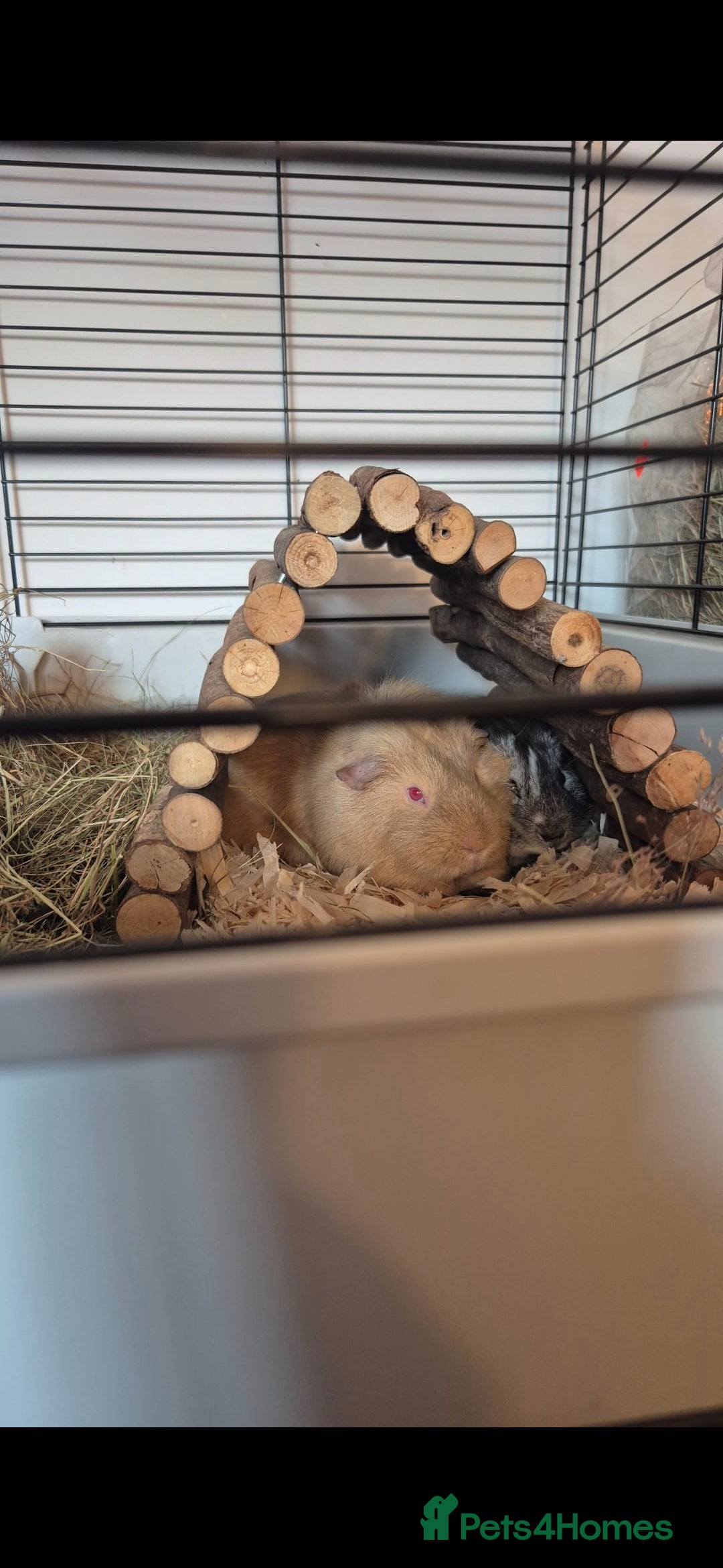 Guinea Pig rodents for sale: 2 x male, friendly, bonded guinea pigs - Advert 1
