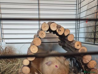 Guinea Pig rodents 2 x male, friendly, bonded guinea pigs - Advert 9