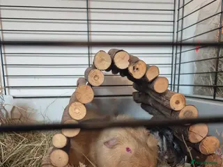 Guinea Pig rodents RESRRVED 2 x male, friendly, bonded guinea pigs - Advert 14