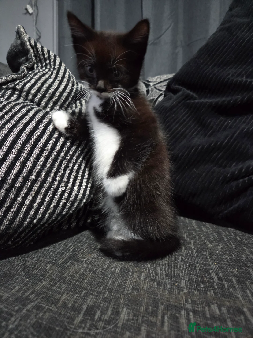 British Shorthair cats for sale: Gorgeous Black & White Girl Kitten - Advert 4