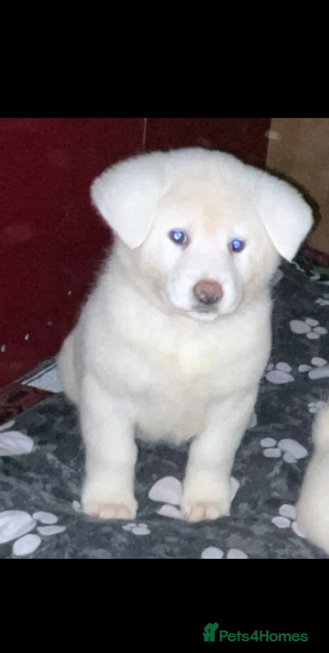 Japanese Akita Inu dogs for sale: Japanese Akita Inu Puppies  - Advert 10