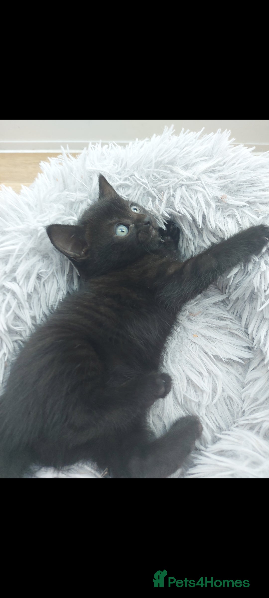 Mixed Breed cats for sale: Beautiful kittens 🥰 - Advert 31