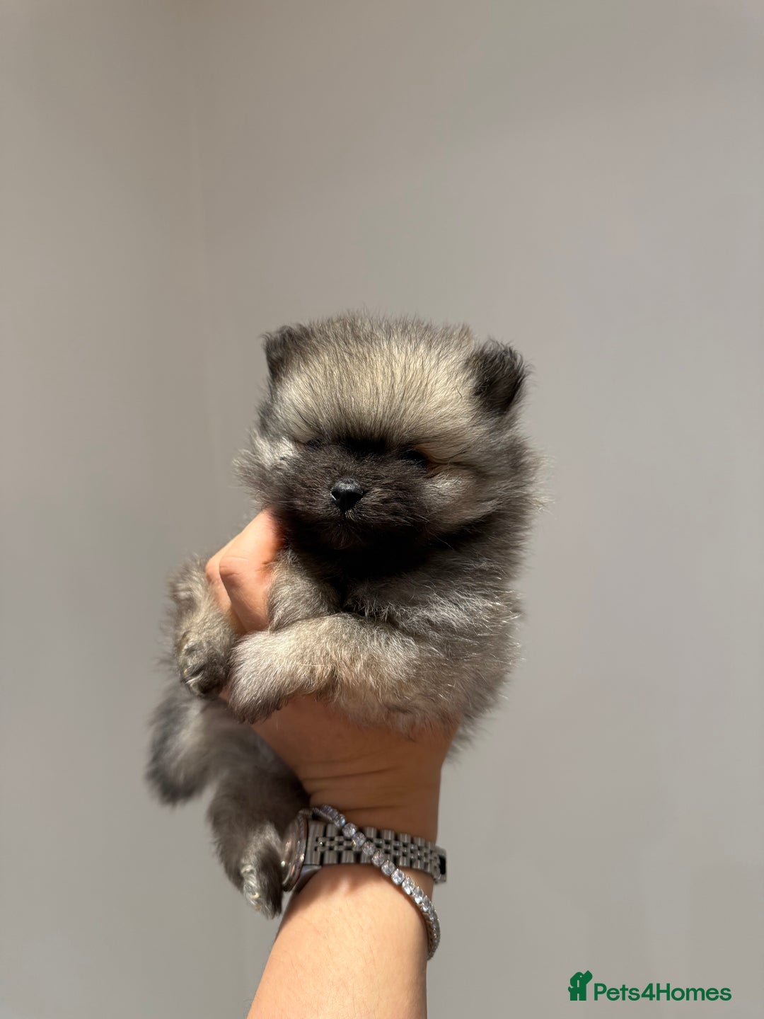 Pomeranian dogs for sale: Teddy Bear Pomerians  - Advert 18