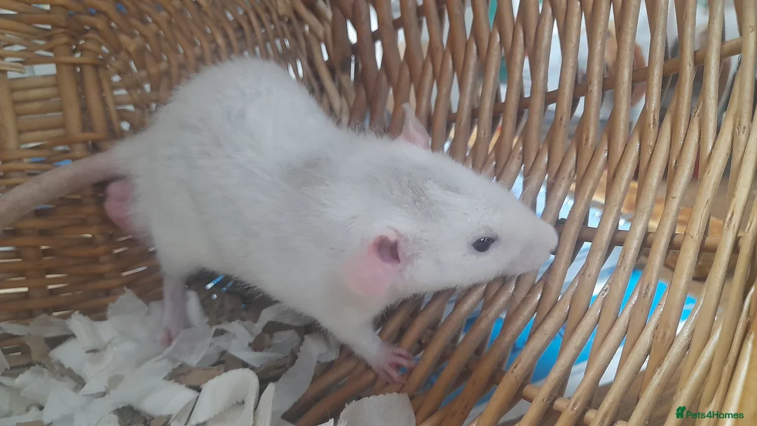 Rat rodents for sale: Pair of Male Rats  - Advert 2