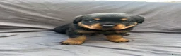 Rottweiler dogs for sale: Rottweiler pups - Advert 39