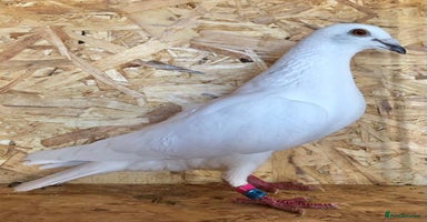 Pigeons birds - Advert 1