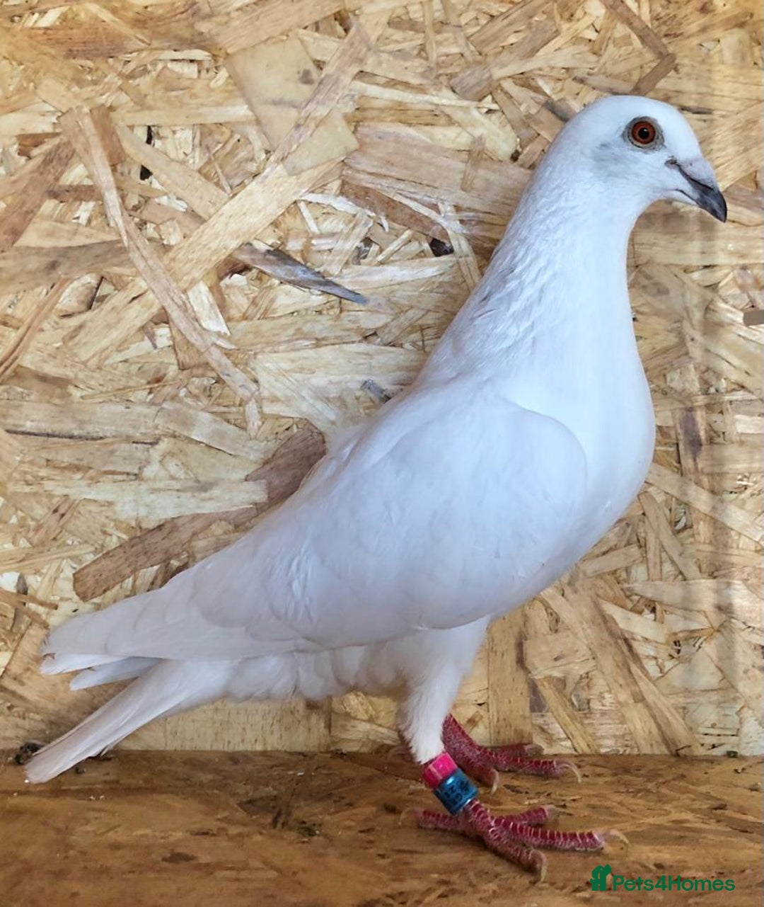 Pigeons birds for sale: White pigeons  - Image 2