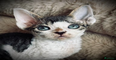 Devon Rex cats - Advert 1