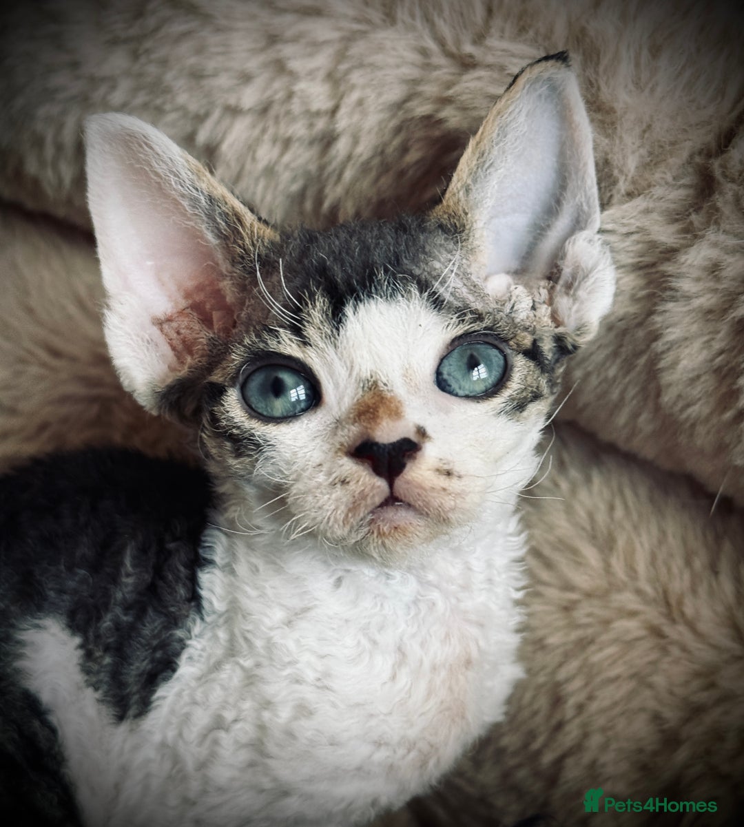 Devon Rex cats for sale: GCCF registered Pedigree Devon Rex Kittens Champ.  - Image 3