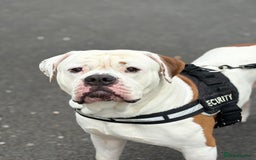 American Bulldog dogs for sale: American bulldog - Image 2