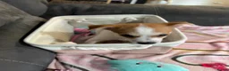 Mixed Breed dogs for sale: URGENT!!! Jack Russel x Pomeranian puppy in Wantage - Advert 2