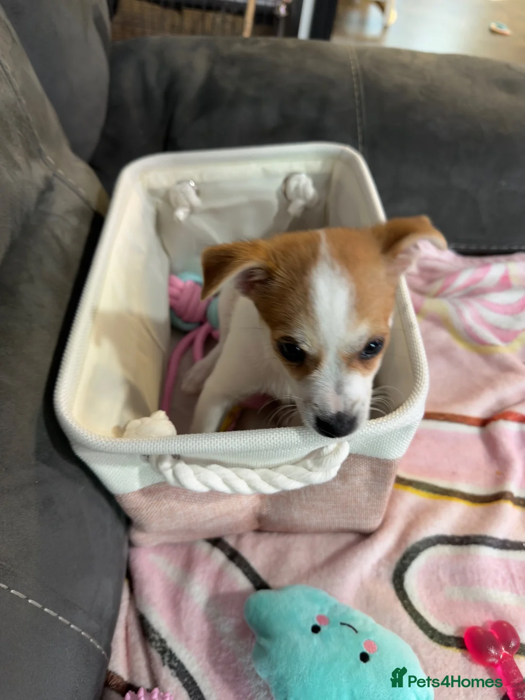 Mixed Breed dogs for sale: URGENT!!! Jack Russel x Pomeranian puppy in Wantage - Advert 2