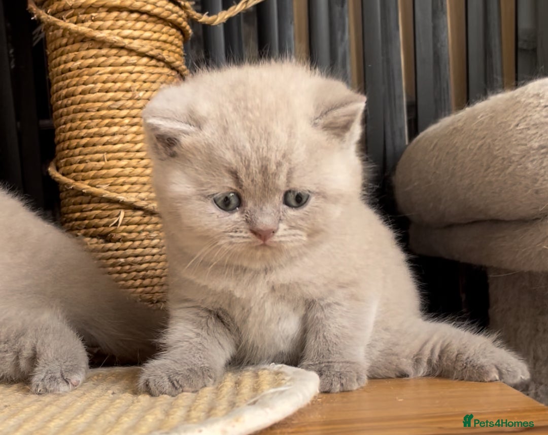 British Shorthair cats for sale:  Absolutely Beautiful BSH Champion Line kittens  - Image 21