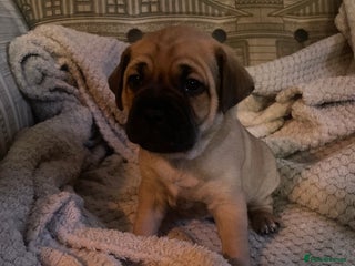 Jug dogs Jug puppies for sale 2 boys - Advert 4