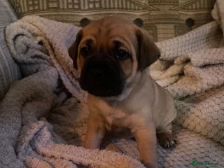 Jug dogs Jug puppies for sale 1 boy available - Advert 4