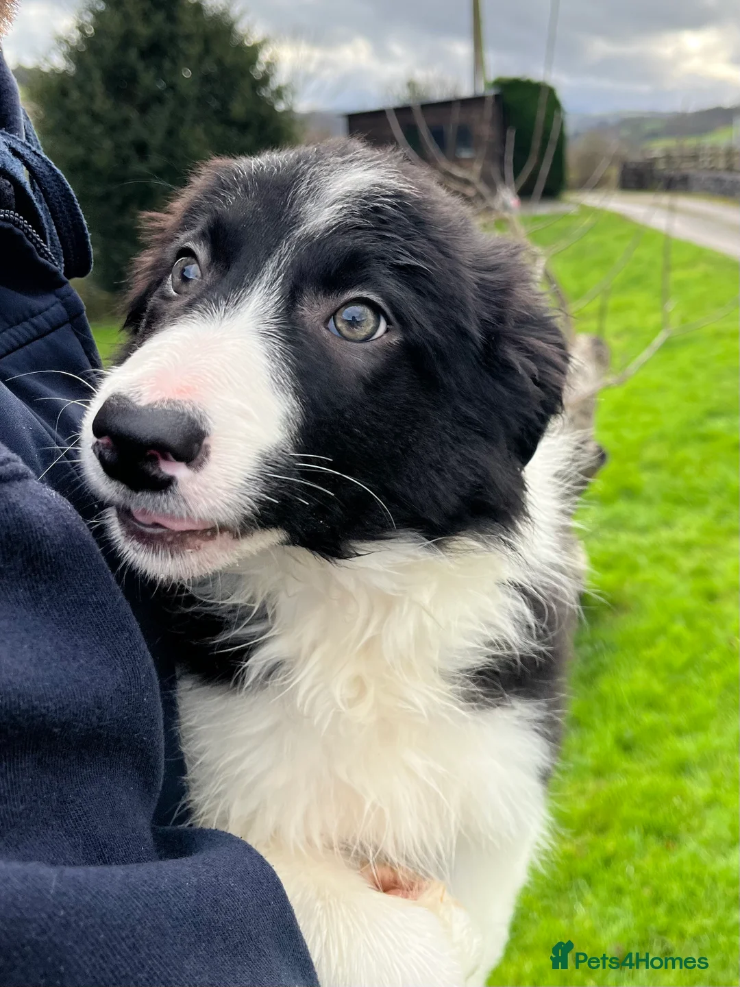 Border Collie dogs for sale: 12 weeks old lovely girl ready to go - Advert 5