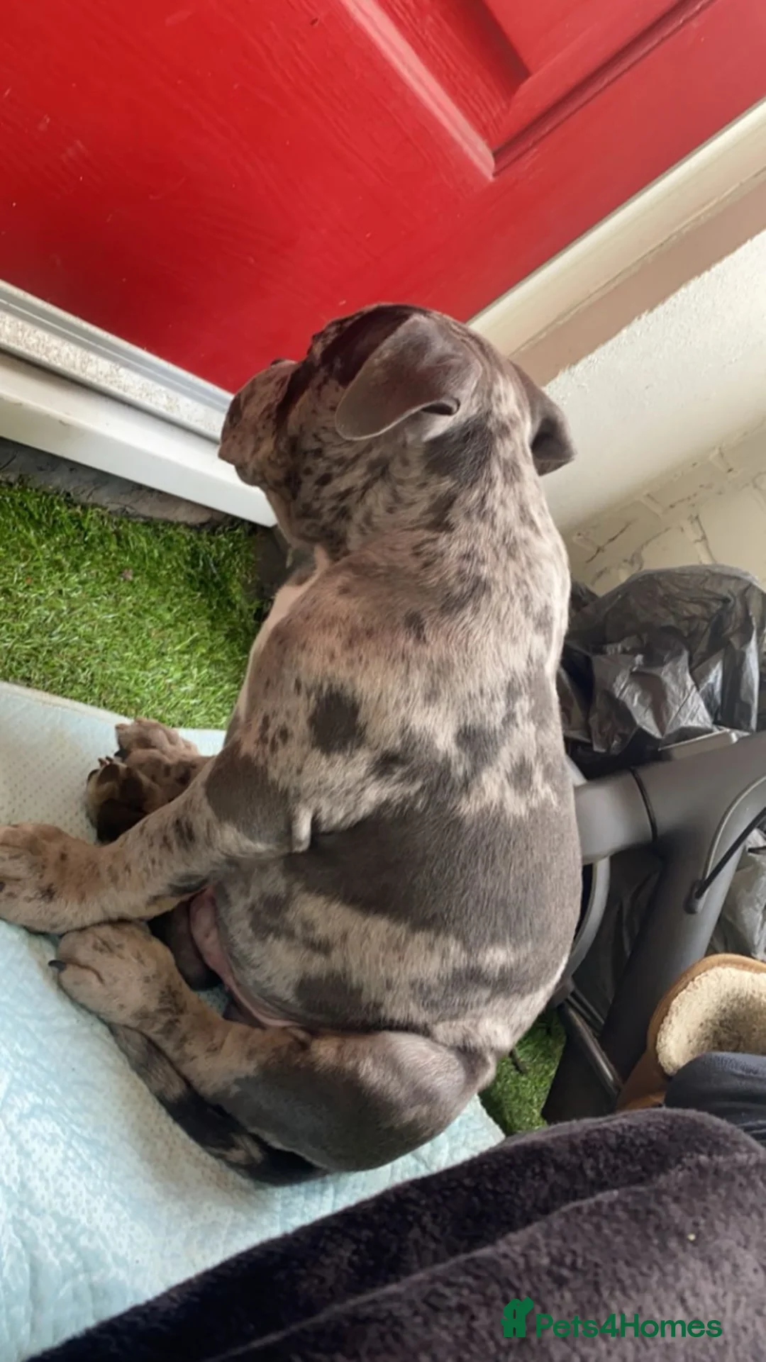 American Bully dogs for stud: Ghost  in Manchester - Advert 2