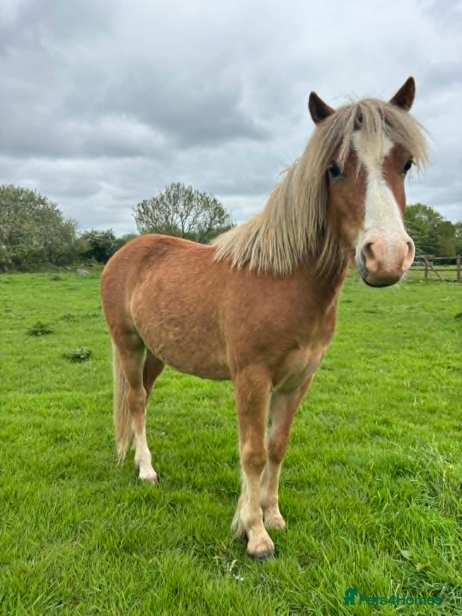 Welsh Section A horses Dapper Pony Open to Sensible Offers to Right Home - Advert 2