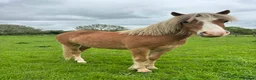 Welsh Section A horses for sale: Dapper Pony Open to Sensible Offers to Right Home - Advert 1