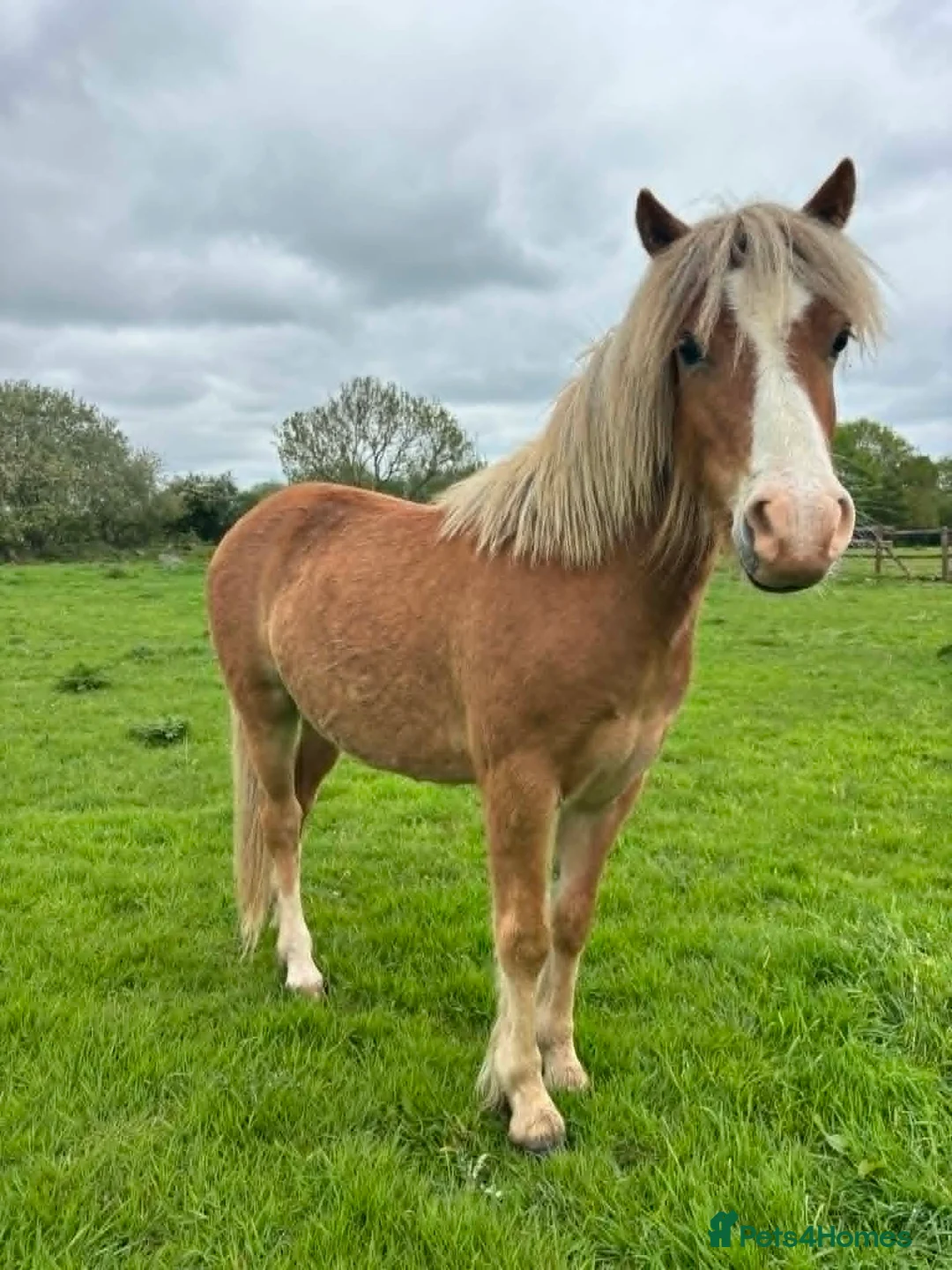 Welsh Section A horses for sale: Dapper Pony Open to Sensible Offers to Right Home - Advert 1