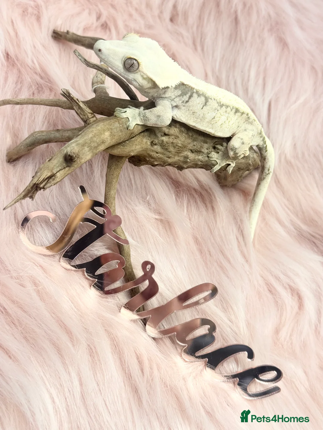 Gecko reptiles for sale: Male & Female High End Morphs  - Advert 5