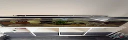 Axolotl reptiles for sale: Mixed axolotl  in Saint Helens - Advert 1