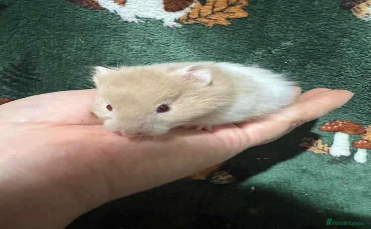 Hamster rodents - Advert 14