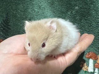 Hamster rodents - Advert 6