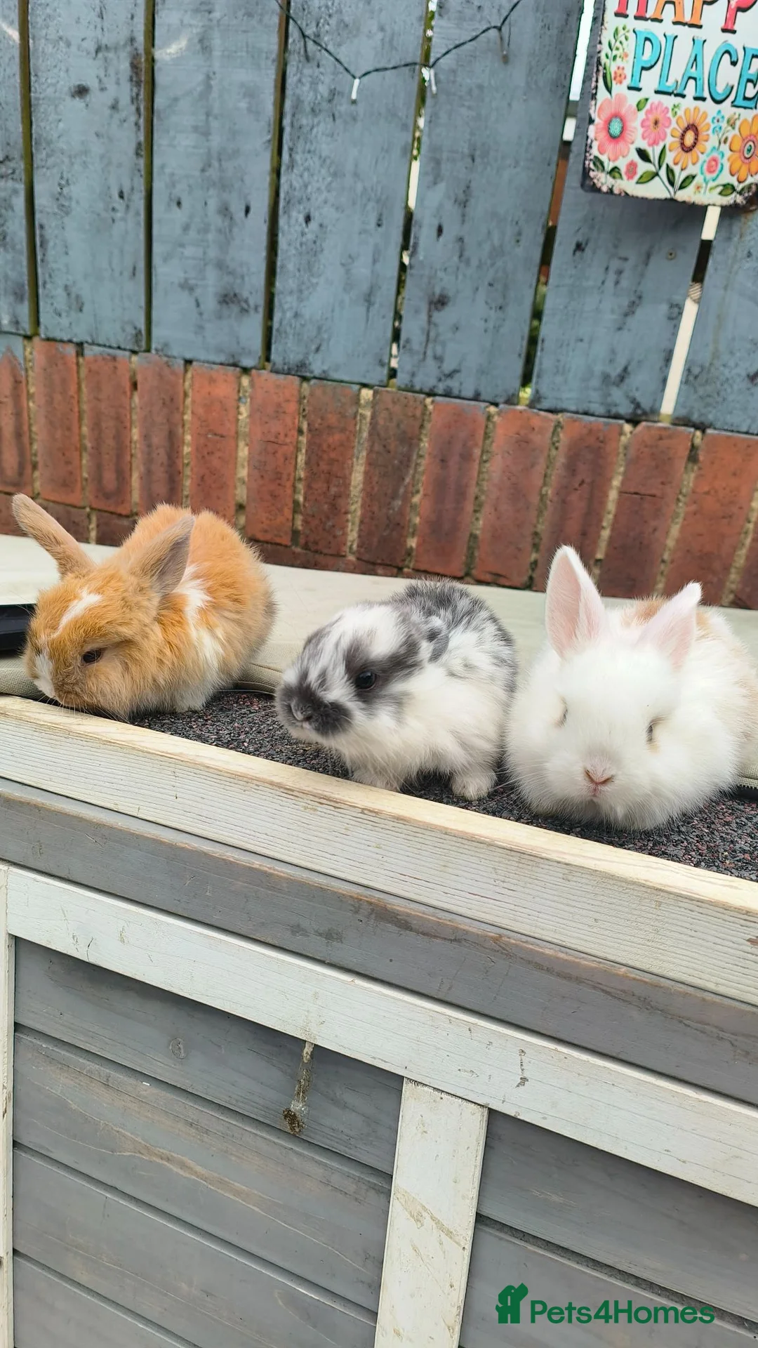 Mini Lop rabbits for sale: three mini lop bucks - Advert 6
