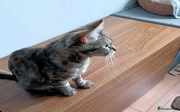 Mixed Breed cats for adoption: KOVA. - Image 4