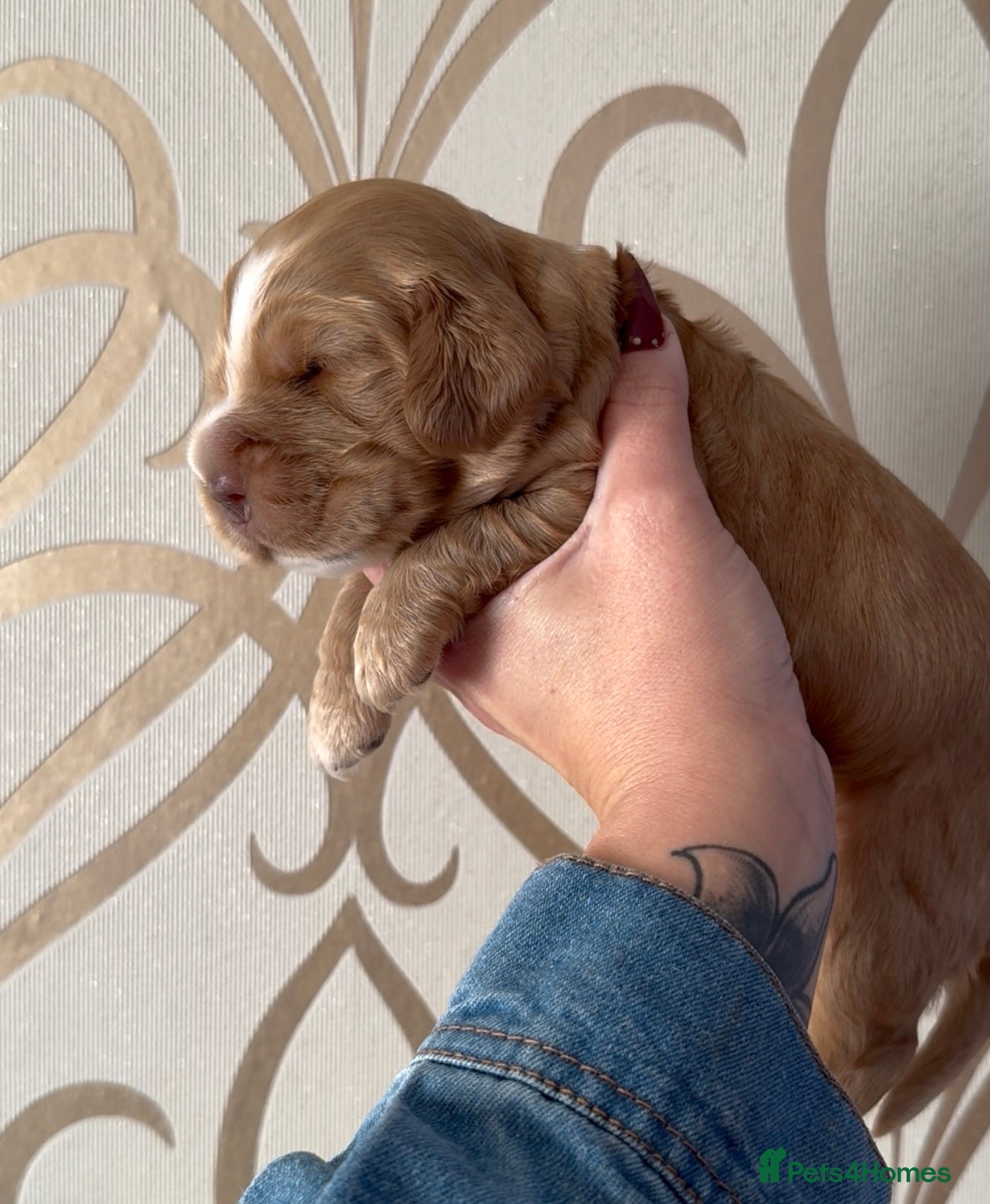 Cocker Spaniel dogs KC Show Cocker Spaniel puppy’s  - Advert 12