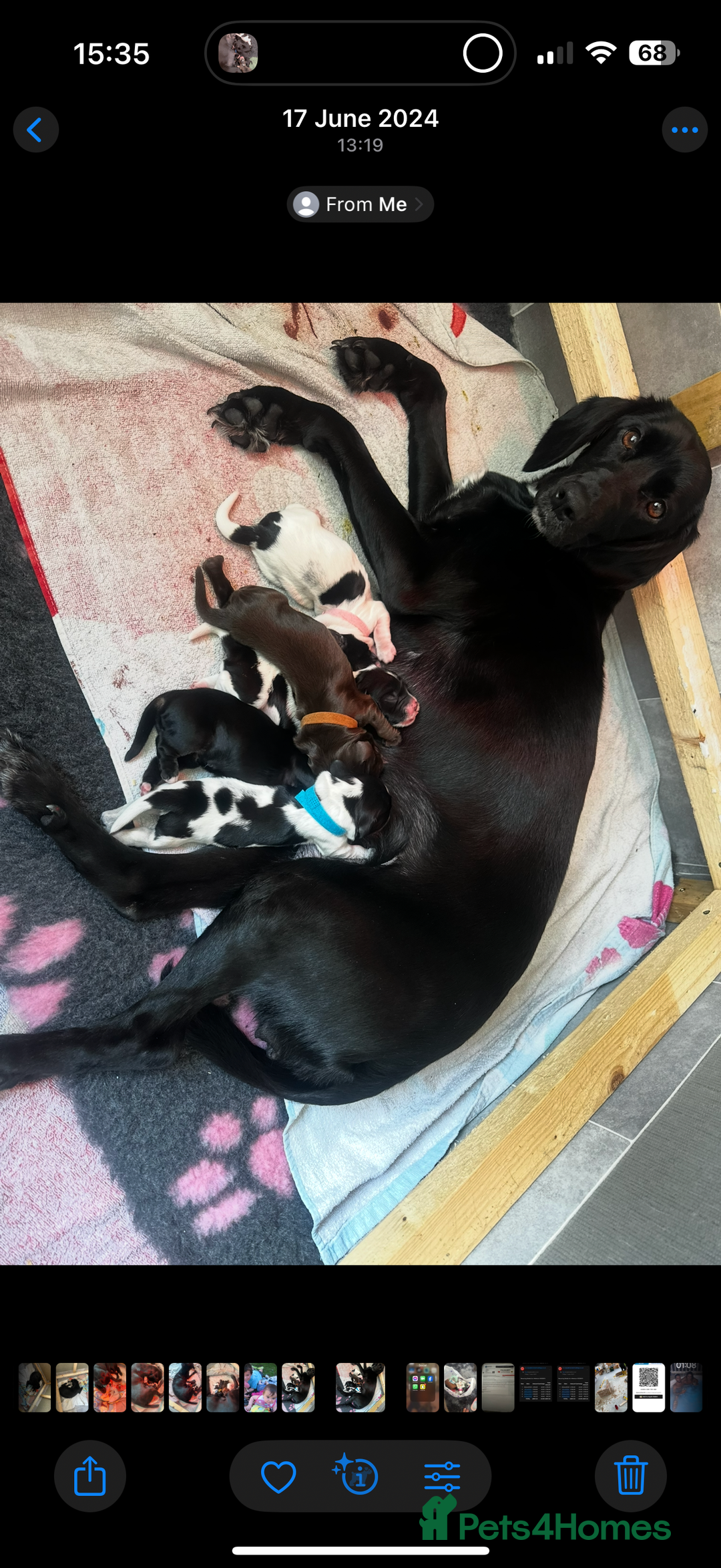 Cockerdor dogs for sale: Cockerdor puppies ready 10th October.  - Image 31