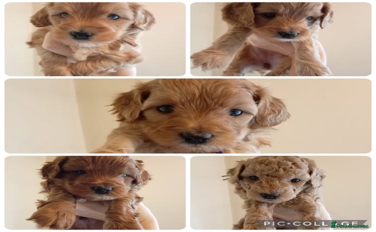 Cockapoo dogs - Advert 3