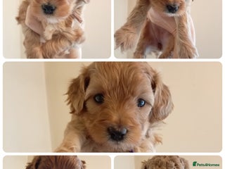 Cockapoo dogs - Advert 3