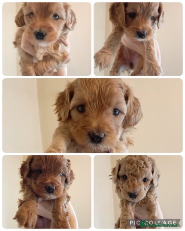 Cockapoo dogs - Advert 4