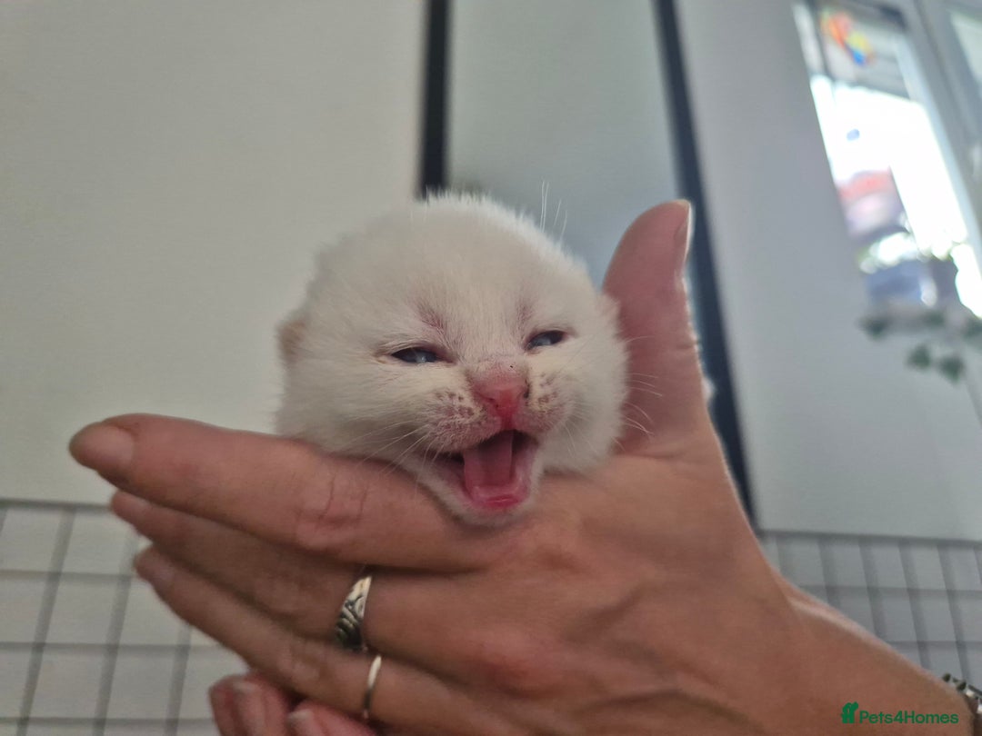 British Shorthair cats for sale: Beautiful Tortoiseshell and White pure BSH - Image 12