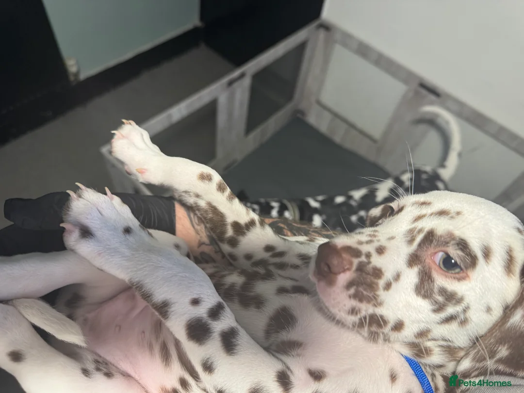 Dalmatian dogs for sale: 1 Boy Left!!! (KC Registered dalmatian pups)!!) - Advert 29