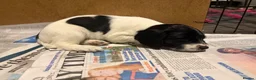 English Springer Spaniel dogs for sale: KC registered working springer spaniel puppies  - Advert 15