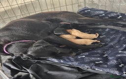 Labrador Retriever dogs for sale: Labrador puppies  - Image 1
