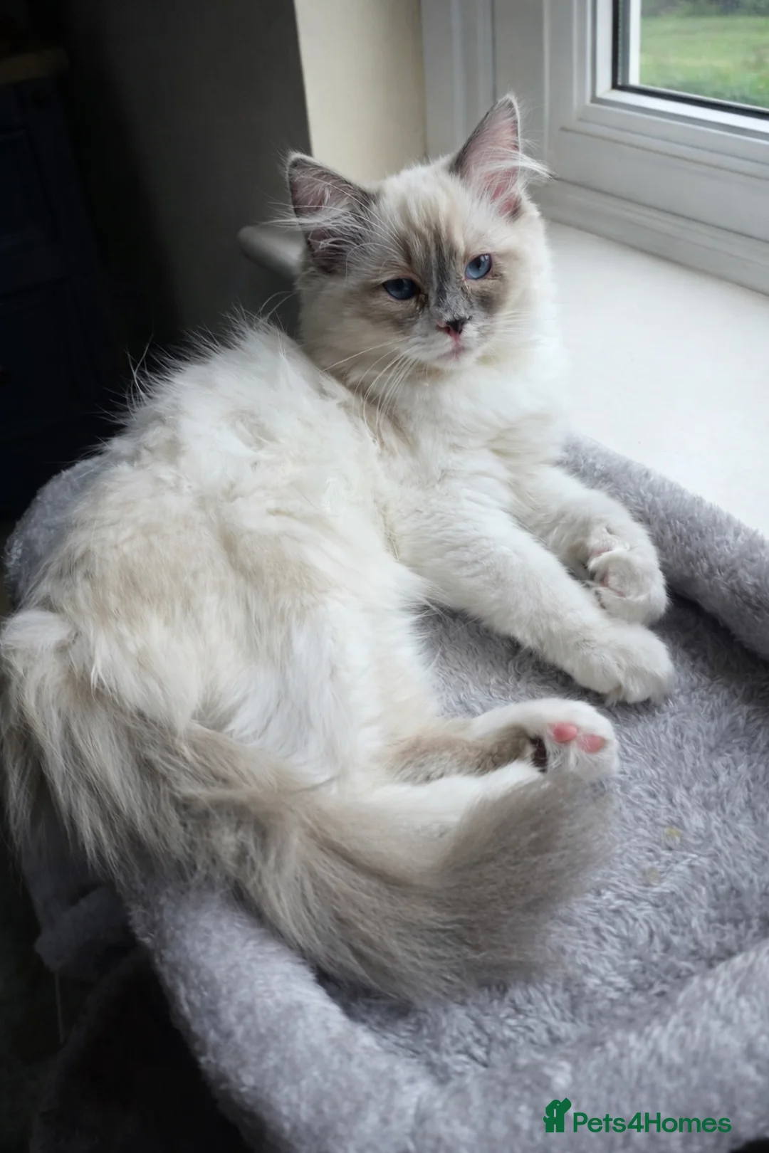 Ragdoll cats for sale: 2 Female Ragdoll Kittens - Advert 2