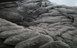 British Shorthair cats for sale: 1 cute British short hair blue kitten for sale  - Image 13