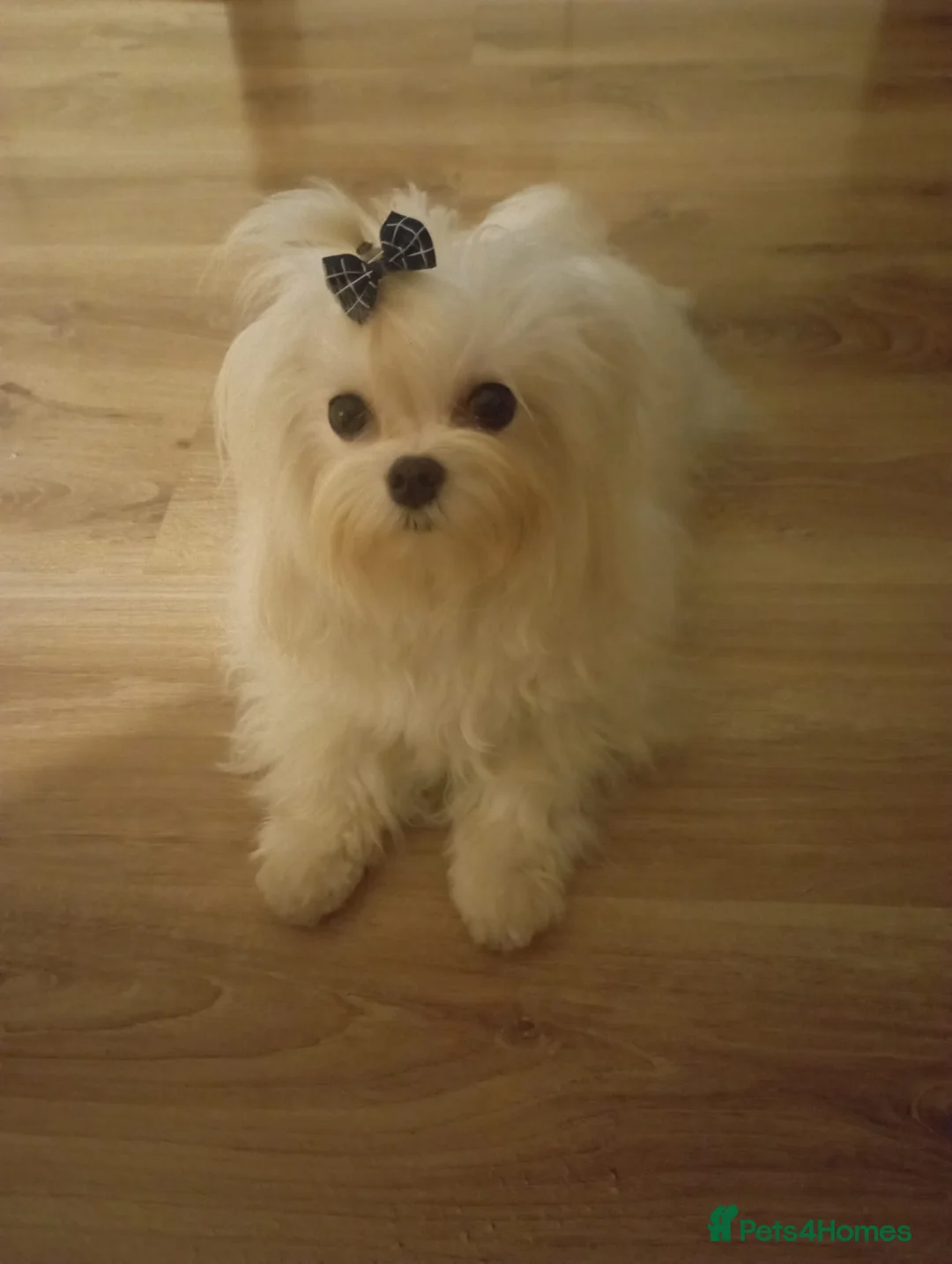 Maltese dogs for stud: Wonderful maltese for stud - Advert 2