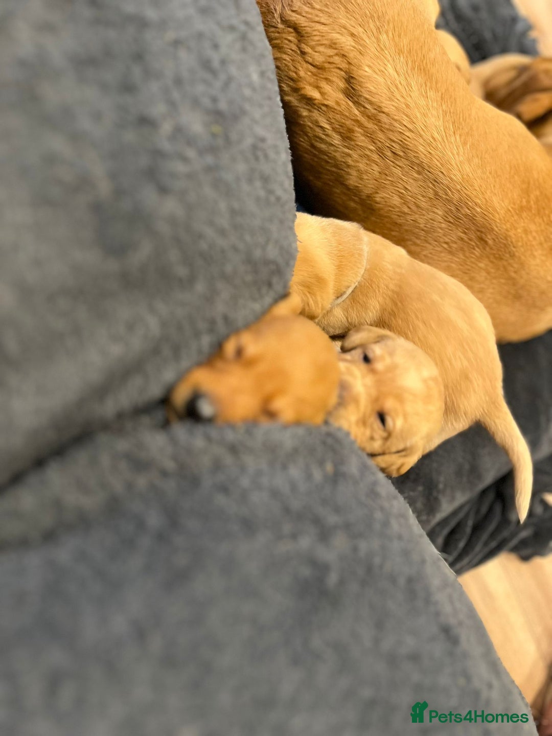 Labrador Retriever dogs for stud: Archer in Northampton - Advert 14