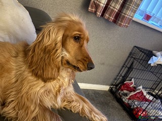 Cocker Spaniel dogs 8 month old cocker spaniel - Advert 1