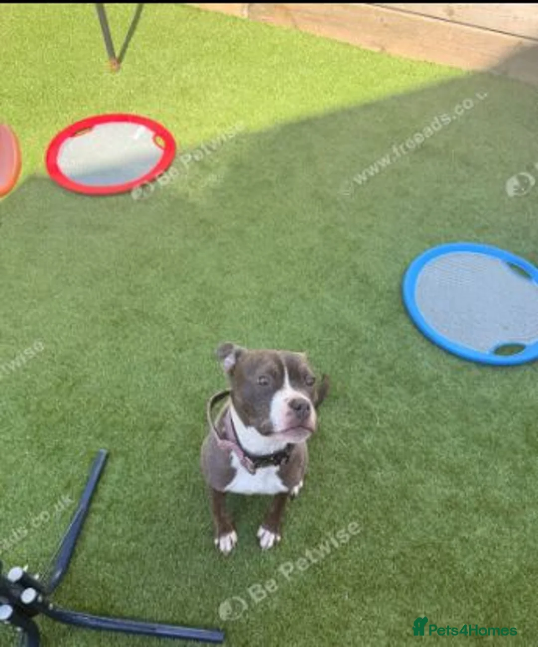 Mixed Breed dogs for sale: Blue Staffordshire bull terrier cross female - Advert 17