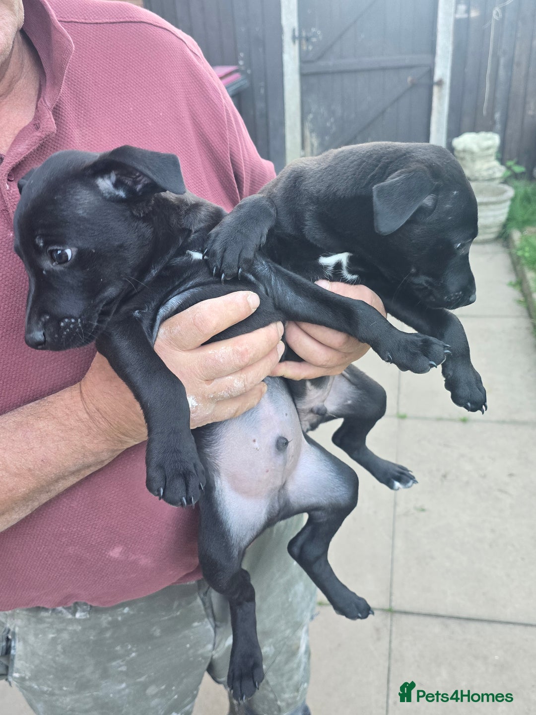 Mixed Breed dogs for sale:  Whippet × Patterdale Dog Pups - Image 3