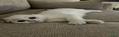 Scottish Fold 1